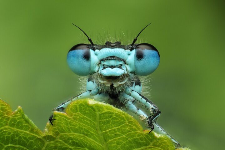 Nahaufnahme einer Blauflügel-Prachtlibelle