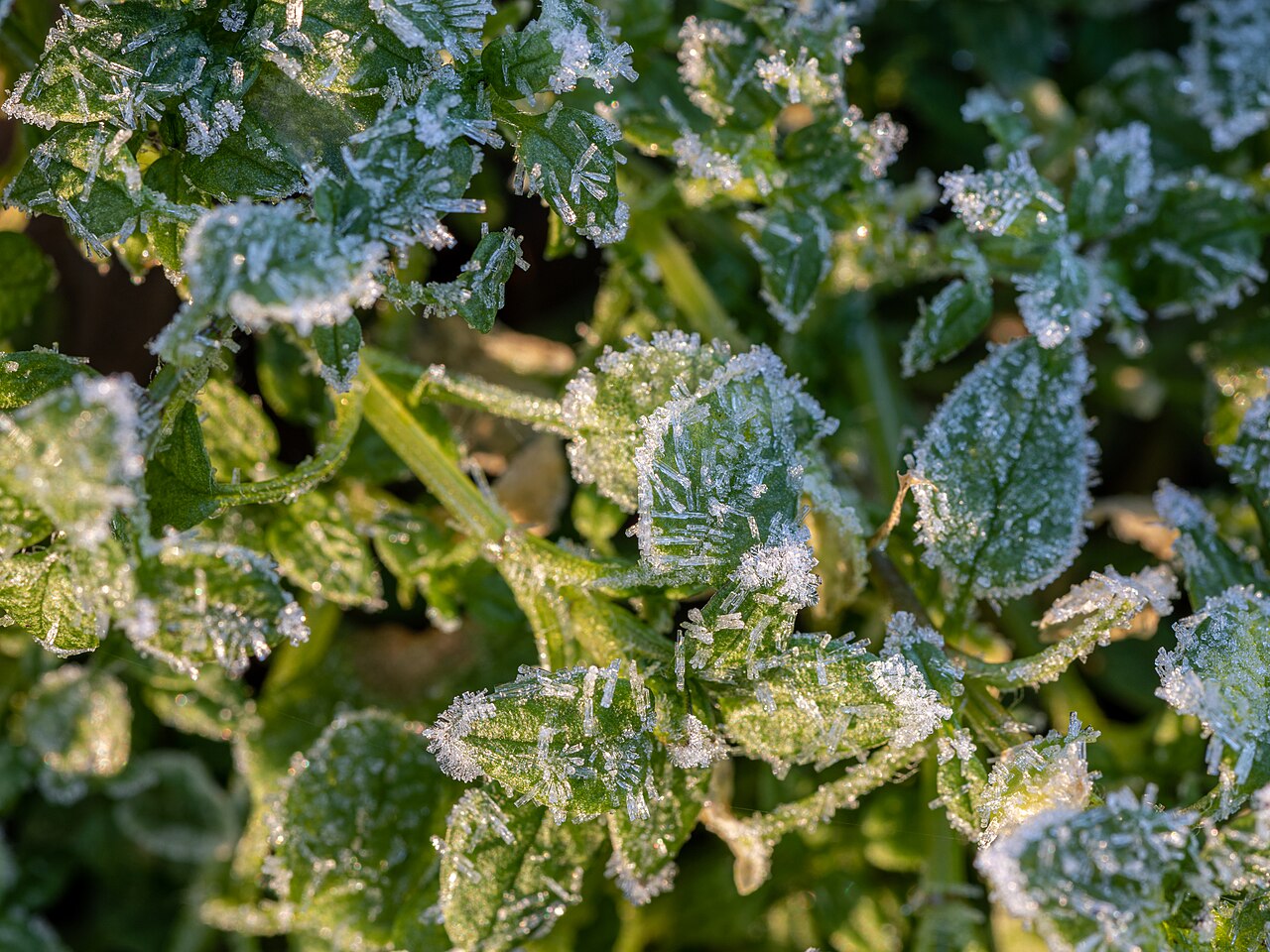 Bodenfrost
