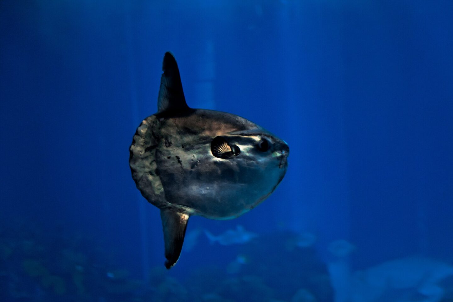 Das Foto zeigt einen Mondfisch, lateinisch mola mola, der in dunkelblauem Meerwasser schwimmt. Die Bildunterschrift dazu lautet: Haben auch etwas gemeinsam: Der Mondfisch und die Wikipedia. Beide sind riesig und exotisch. Foto: Yohann Cordelle, CC BY-SA 3.0 , via Wikimedia Commons
