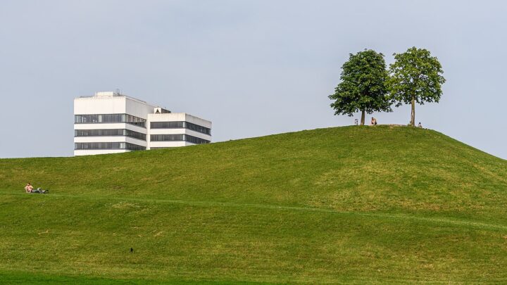 Zwei Bäume auf einem grünen Hügel, im Hintergrund ein weißes Hochhaus.