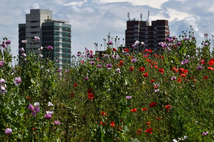 Schlafmohn- und Mohnblumen vor einem Hintergrund an Hochhäusern.