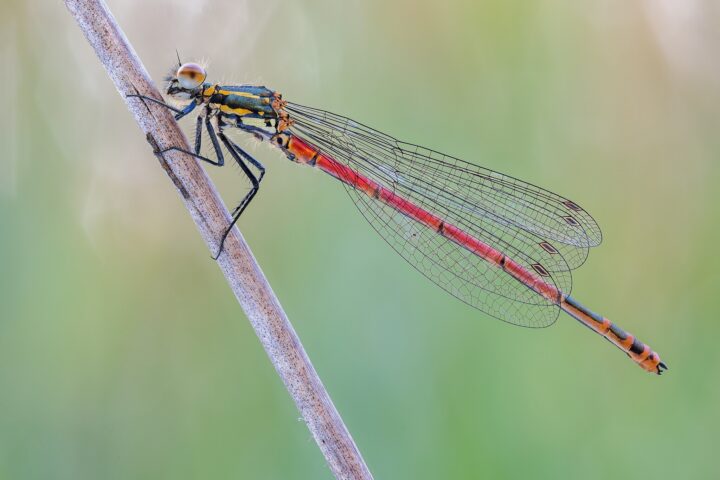 8. Platz: Carsten Siegel mit Frühe Adonislibelle oder auch Frühe Adonisjungfer (Pyrrhosoma nymphula) im FFH-Gebiet Großes Torfmoor, Altes Moor