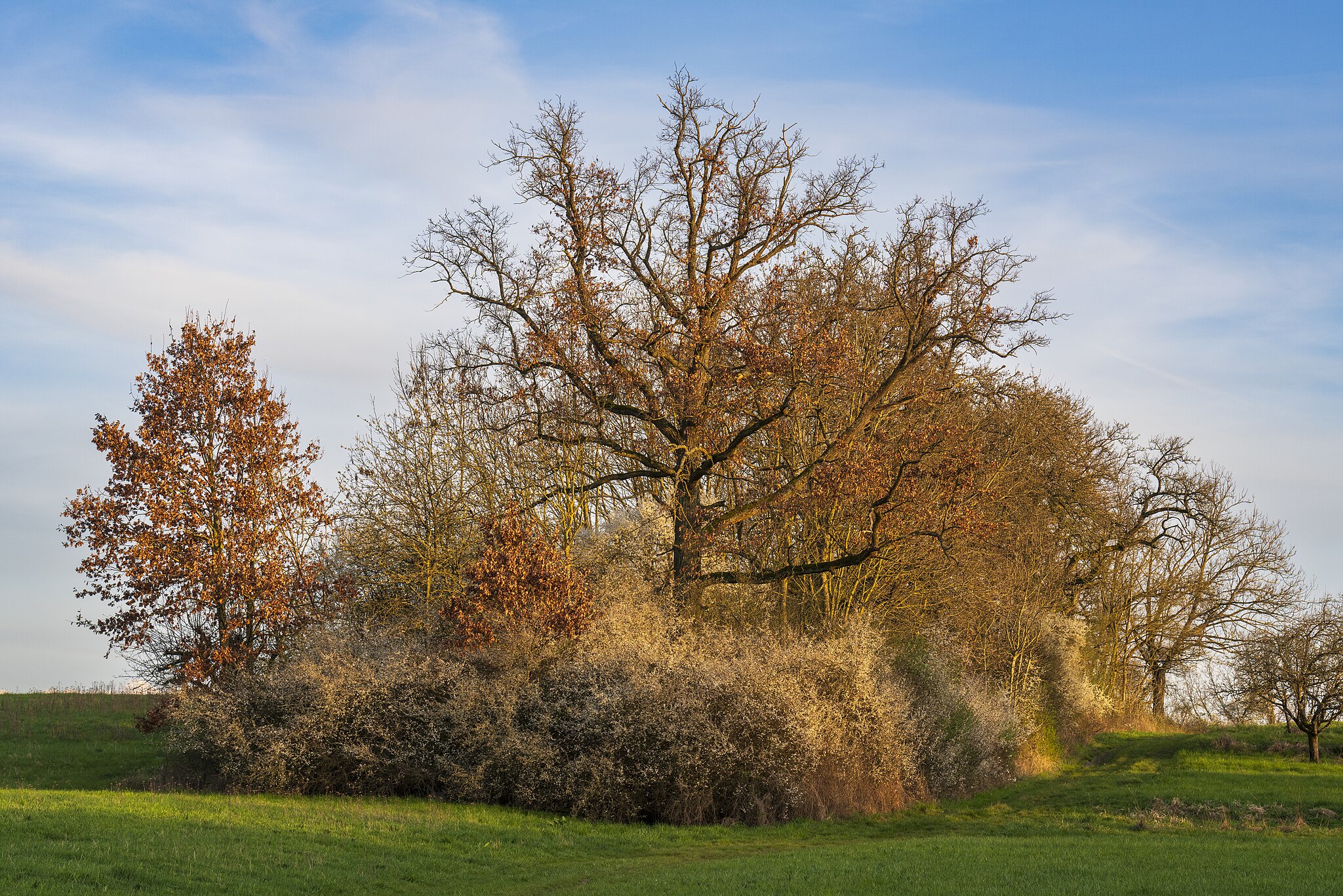 Aristeas mit Feldgehölz östlich oberhalb des Michelbachtals im Gewann Holdersteigle im Landkreis Heilbronn