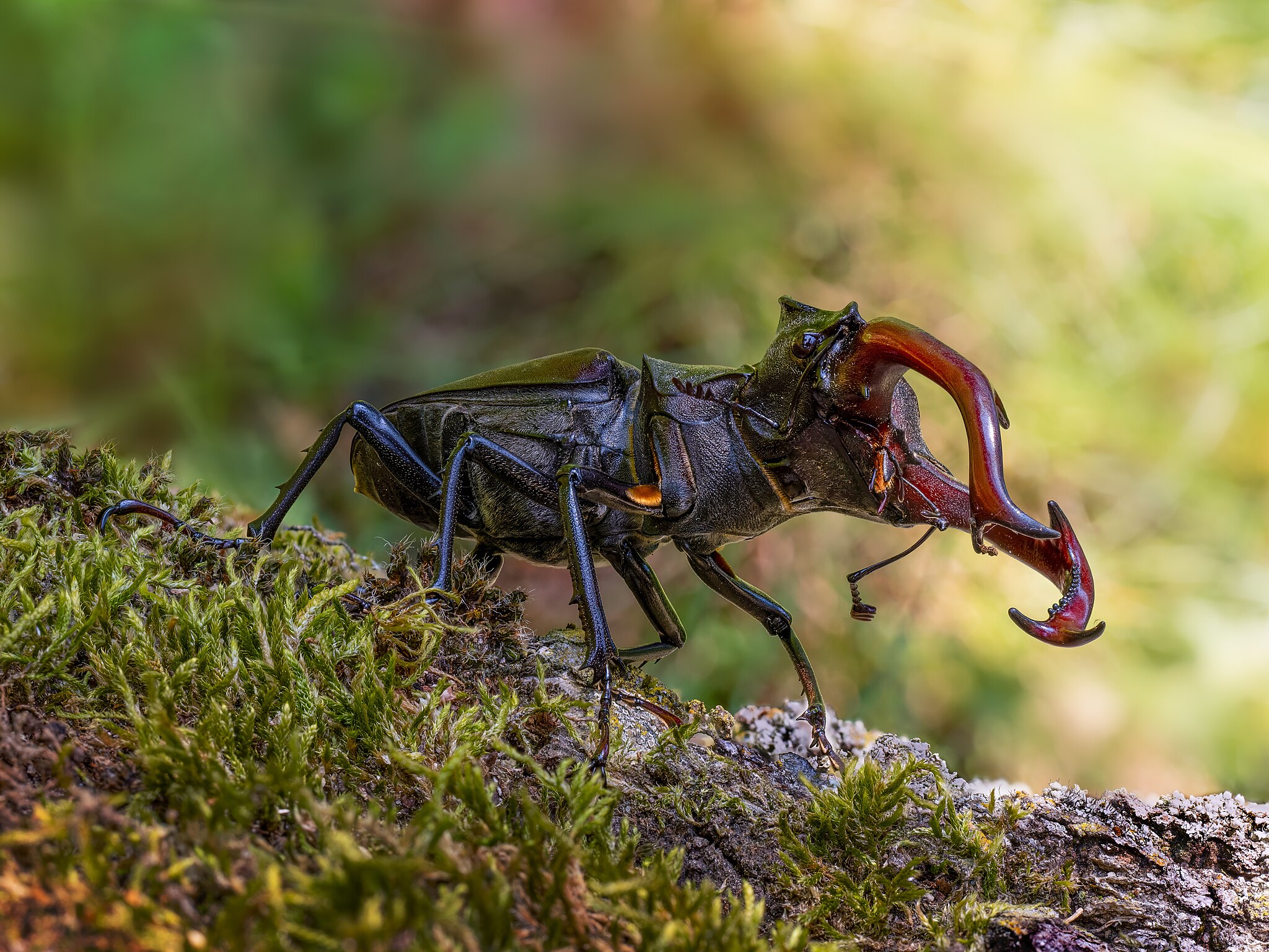 5. Platz: Ermell mit Hirschkäfer-Männchen (Lucanus cervus) im Hain in Bamberg