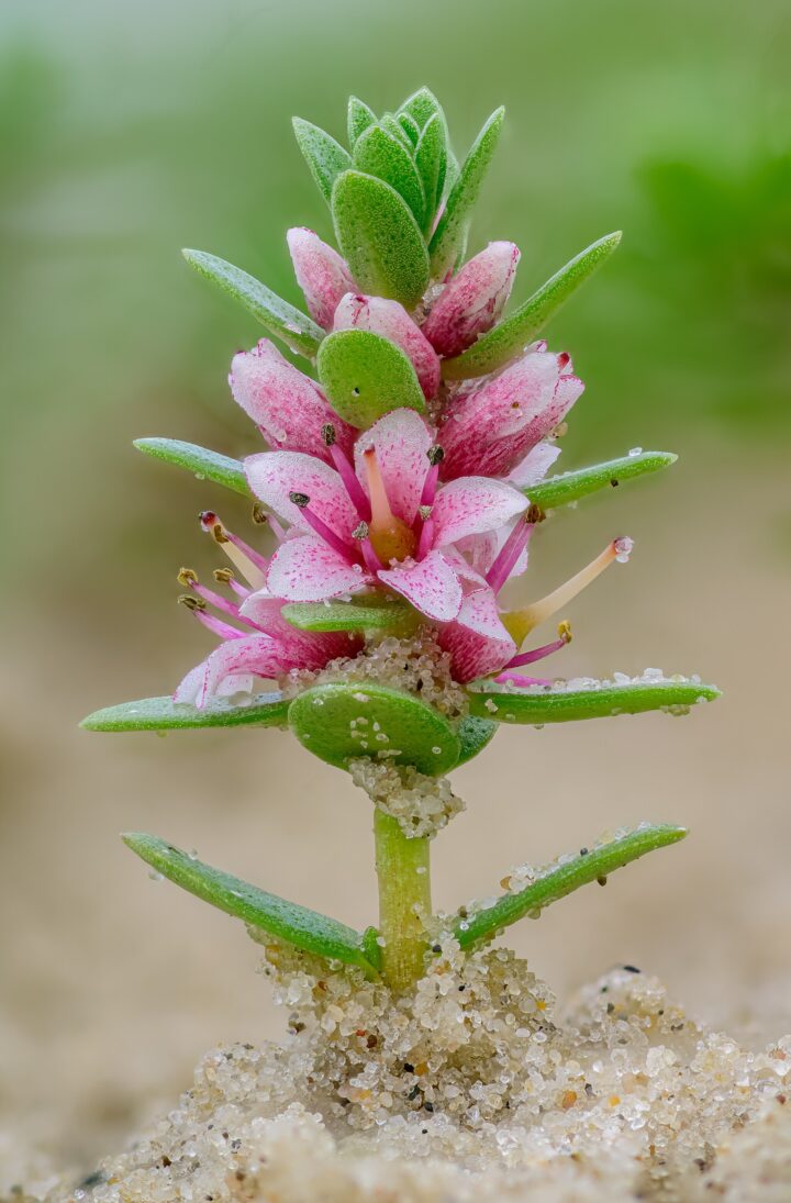 1. Platz: Stephan Sprinz mit Blühendes Strand-Milchkraut (Lysimachia maritima) am Strand von Norderney im Landkreis Aurich