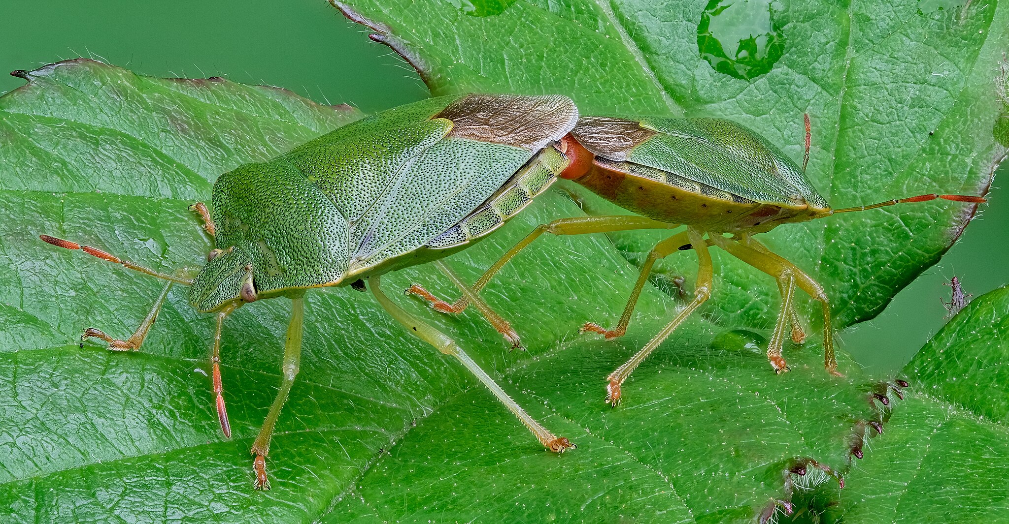 6. Platz: Johannes Robalotoff mit Grüne Stinkwanzen (Palomena prasina) bei der Paarung im Naturpark Rhein-Taunus