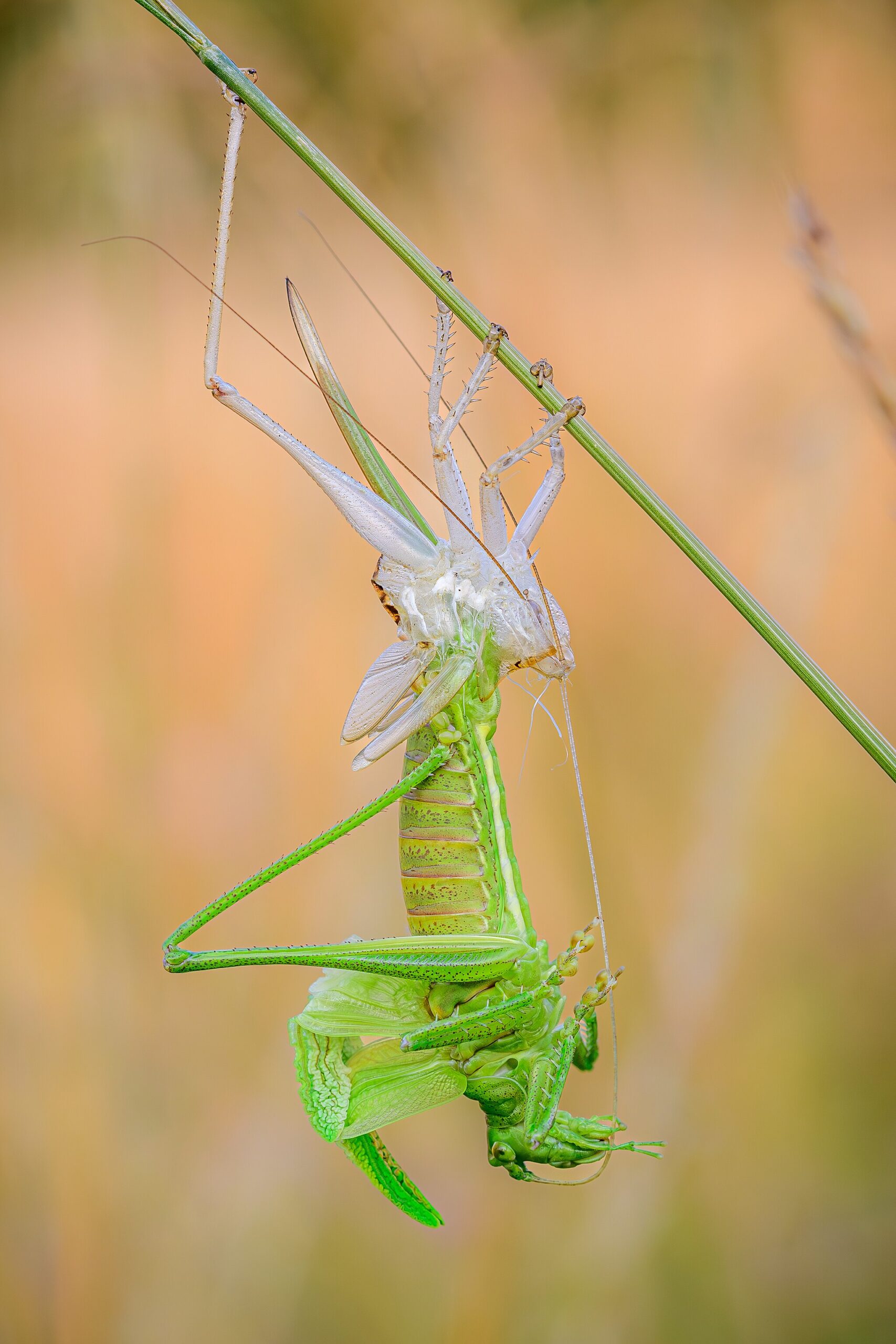 4. Platz: Stephan Sprinz mit Weibliches Grünes Heupferd (Tettigonia viridissima) bei der Häutung im FFH-Gebiet Sandgebiete zwischen Mannheim und Sandhausen