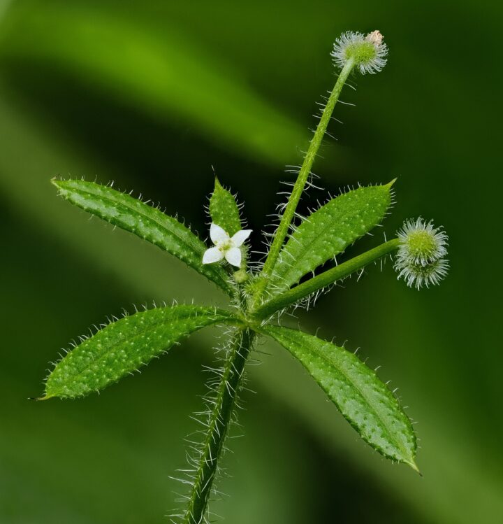 10. Platz: Johannes Robalotoff mit Kletten-Labkraut (Galium aparine) im Naturpark Rhein-Taunus