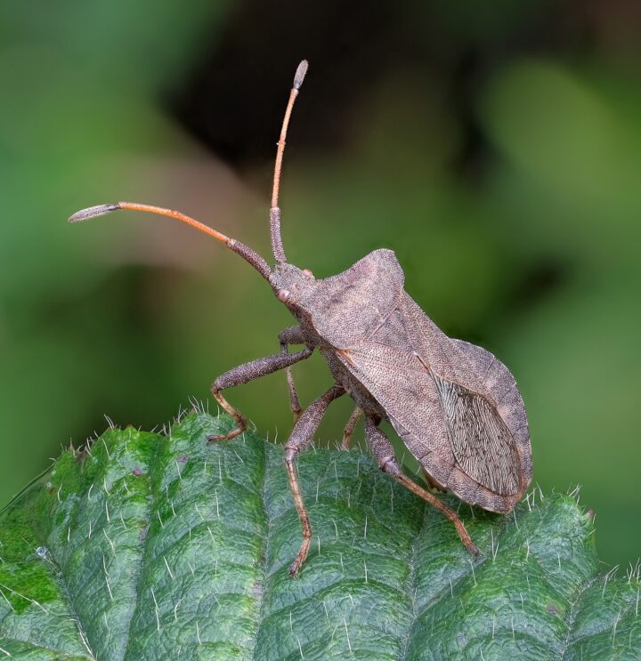 9. Platz: Johannes Robalotoff mit Lederwanze (Coreus marginatus) im Naturpark Rhein-Taunus