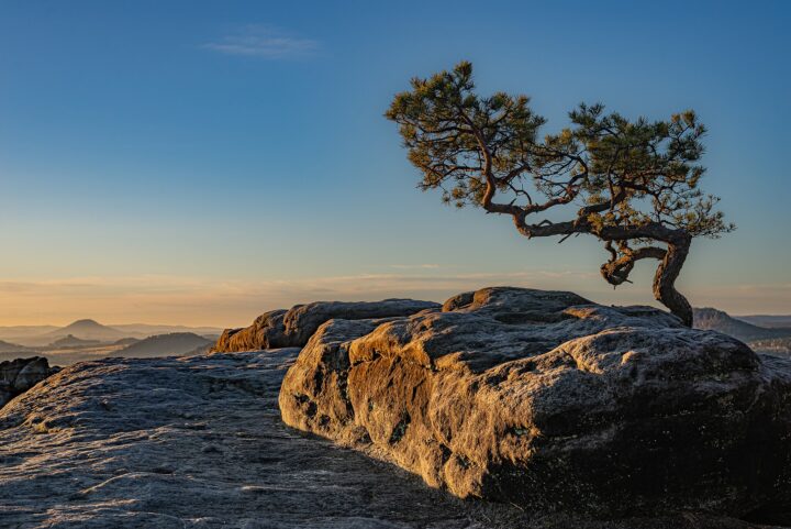 1. Platz: T meltzer mit Kiefer im Elbsandsteingebirge; Blick vom Lilienstein