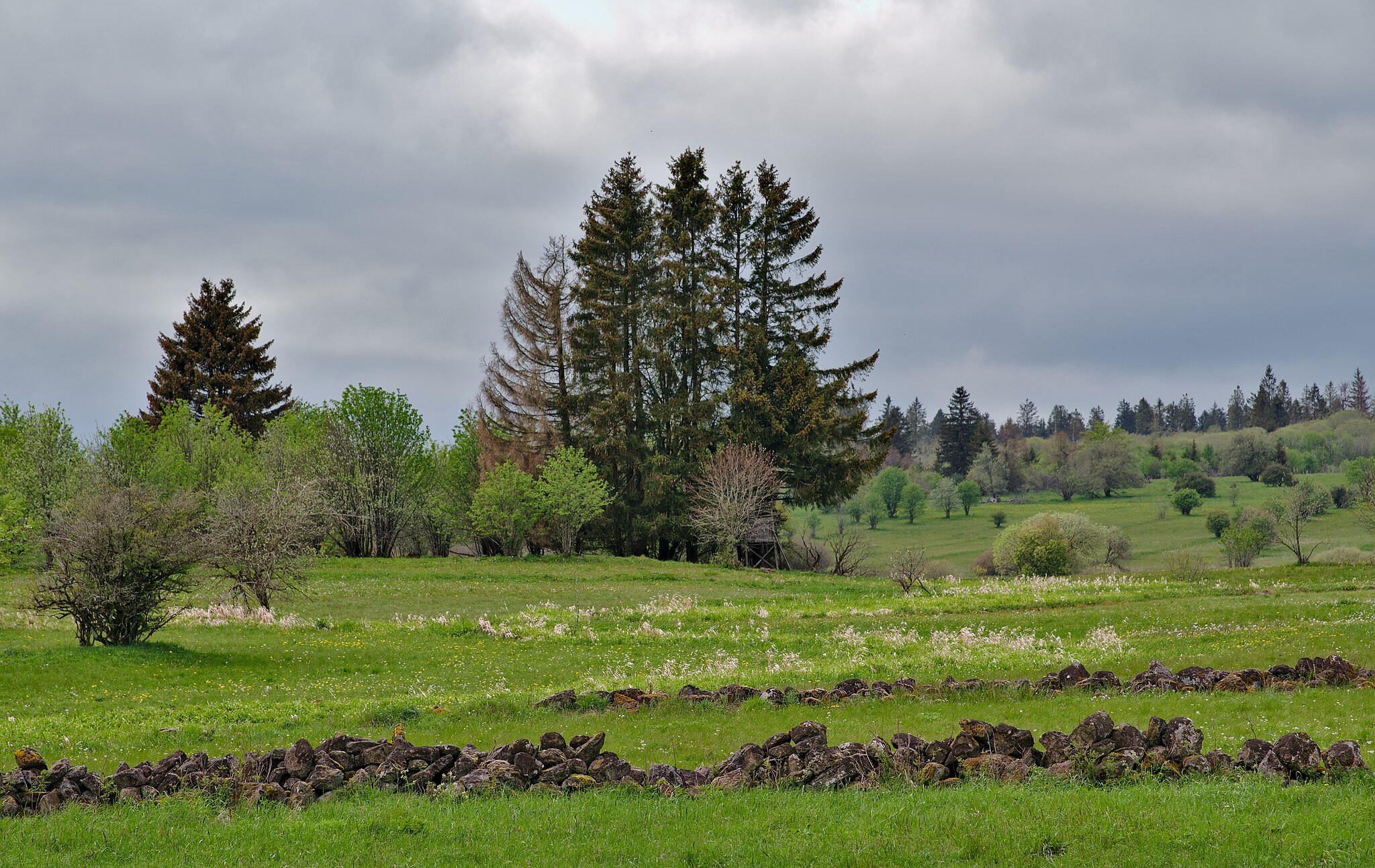 Jan Czeczotka mit Strukturreiche Kulturlandschaft im Naturschutzgebiet „Lange Rhön“ mit Feldgehölzen und Trockenmauern