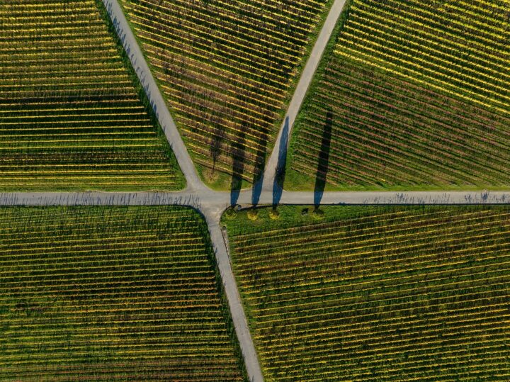 7. Platz: Ermell mit Weinstöcke auf der Weininsel bei Sommerach