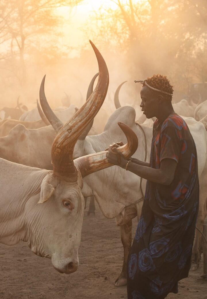 Ein Mundari-Mann poliert die Hörner einer seiner Watusi-Kühe