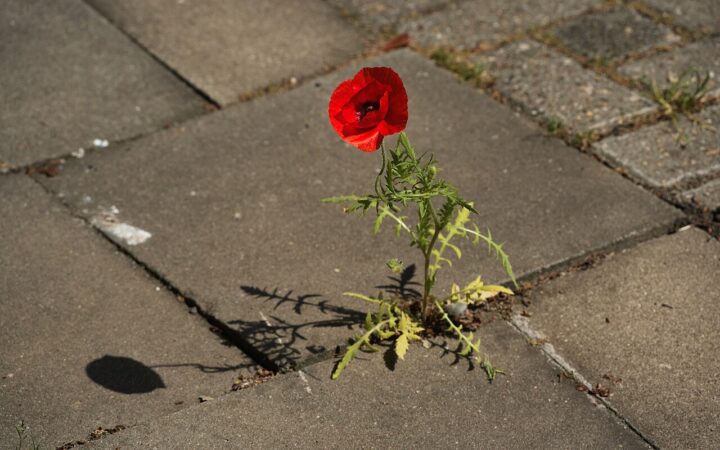Eine Mohnblume zwischen Steinplatten.