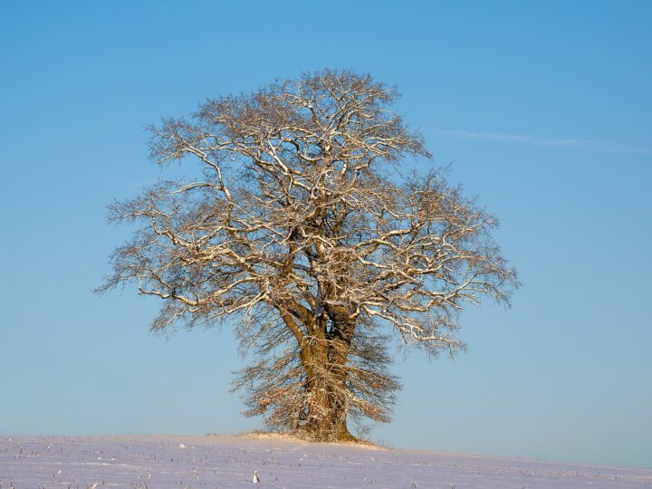 Eine einzelne Eiche im Schnee.