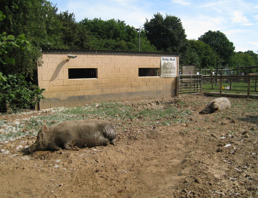 Schweine