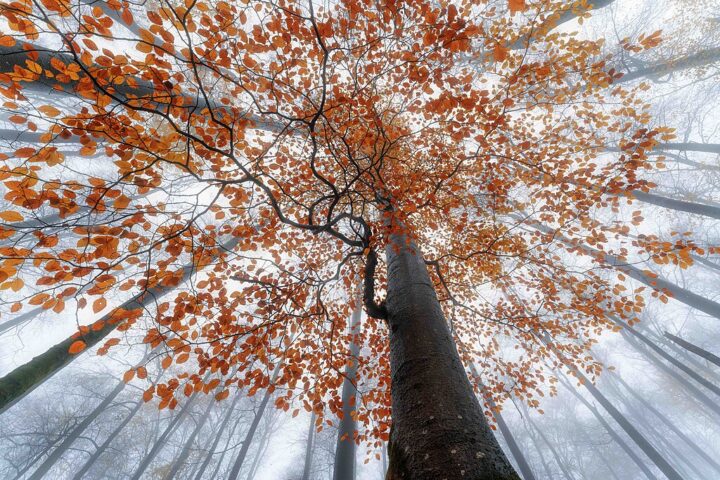 Herbstlicher Baum.