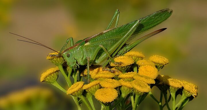 Grünen Heupferd auf gelben Blüten