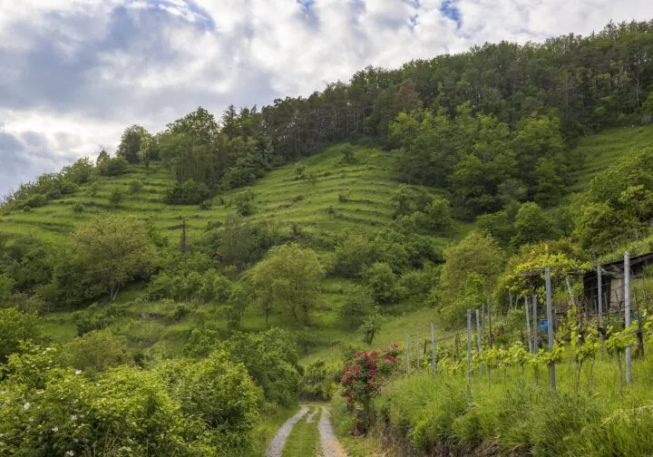 Blick vom Blumbergweg auf die Trockenmauern der ehemaligen Weinberge und den artenreichen Magerrasen am Südhang des Spitzbergs