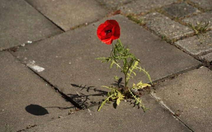 Eine Mohnblume zwischen Steinplatten.