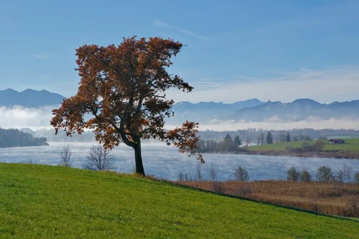 Ein Baum vor dem Riegsee bei Nebelstimmung.