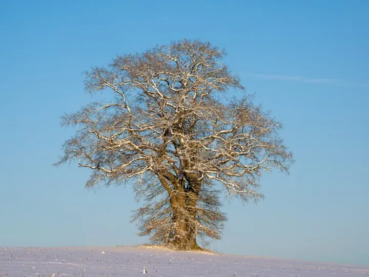 Eine einzelne Eiche im Schnee.