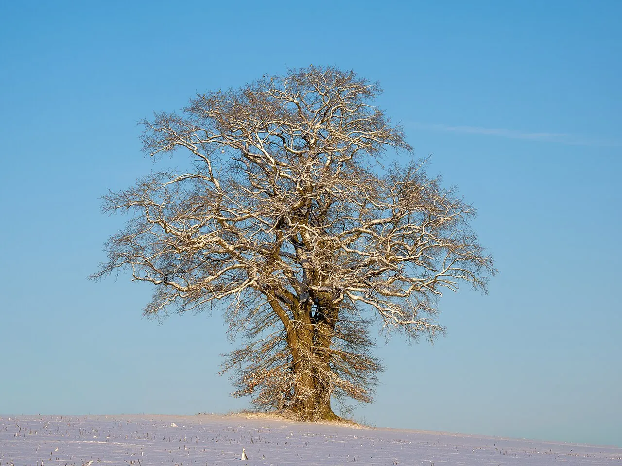 Eine einzelne Eiche im Schnee.