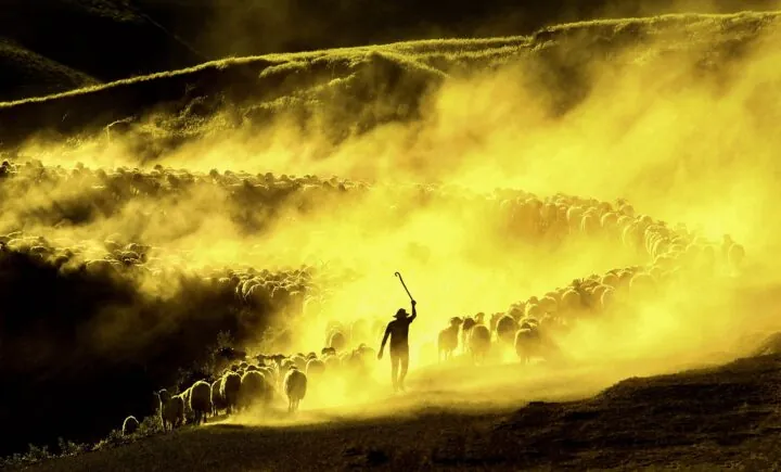Schafsherde auf einem staubigen Bergweg